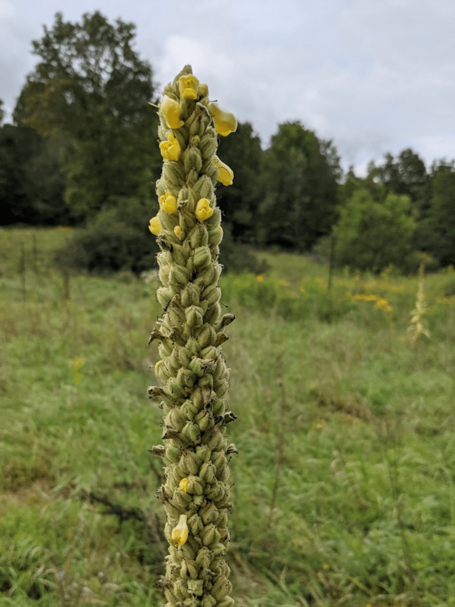 Top of a Mullein Plant