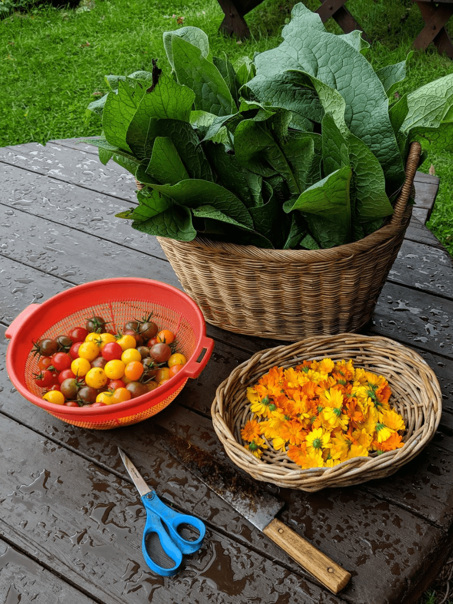 Rainy Day Harvest