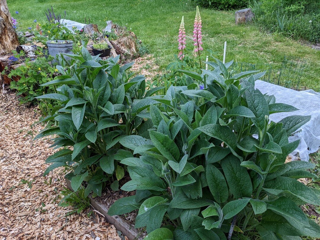 Comfrey &amp; lupine flowers! The immediately prior post is reversed here, with comfrey in the foreground and the lupine flowers looming in the background. These two comfrey plants are very healthy, rich in that distinctive dark, royal green color it