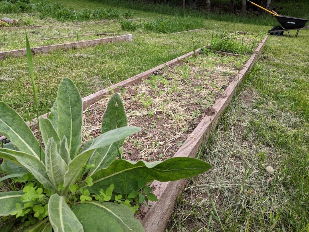 Mullein plant vacationing in calendula bed! The mullein root is the primary goal here. It is a rich, well-regarded medicinal. Mullein is a biennial plant, living for two years. This plant is going into its 2nd year and will be harvested shortly for i