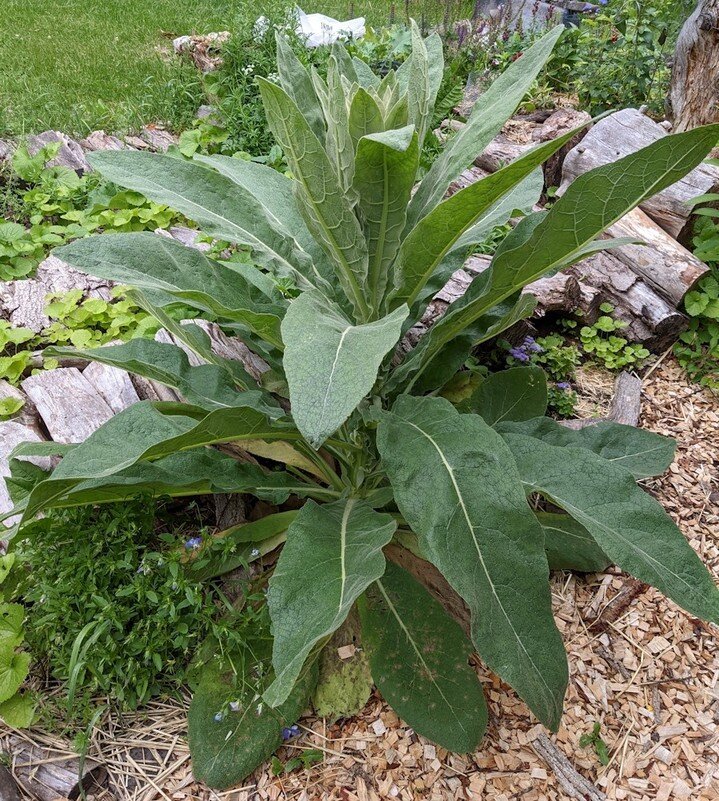 Monster Mullein...this is the largest mullein plant I've ever encountered. We're harvesting all parts of the mullein plant for medicinal use: root, leaf and flower (not showing yet). ⁠
⁠
Mullein root is specifically indicated for lower back pain but 
