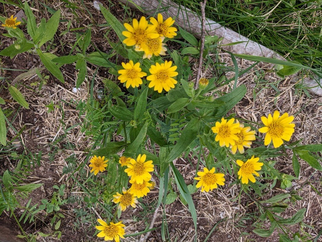Arnica chamissonis - the season has started and we're already harvesting arnica. Arnica thrives in the Catskills sun, soil and water. Ours is certainly well-established but it was difficult to get started.⁠
⁠
Arnica is an anti-inflammatory and good f