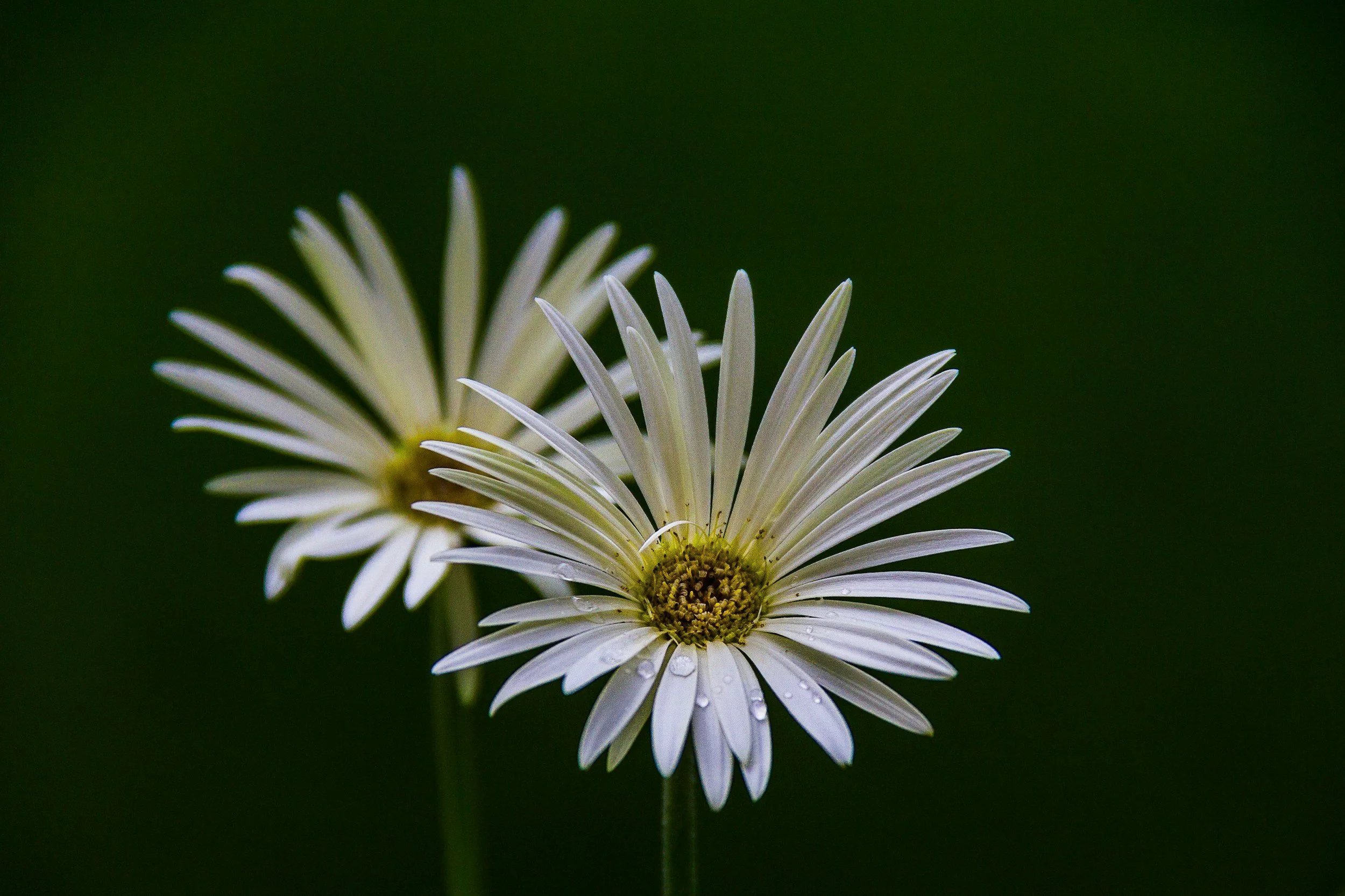 unsplash-image-1vNhijflfP0.jpg