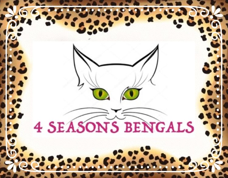 4 SEASONS BENGALS