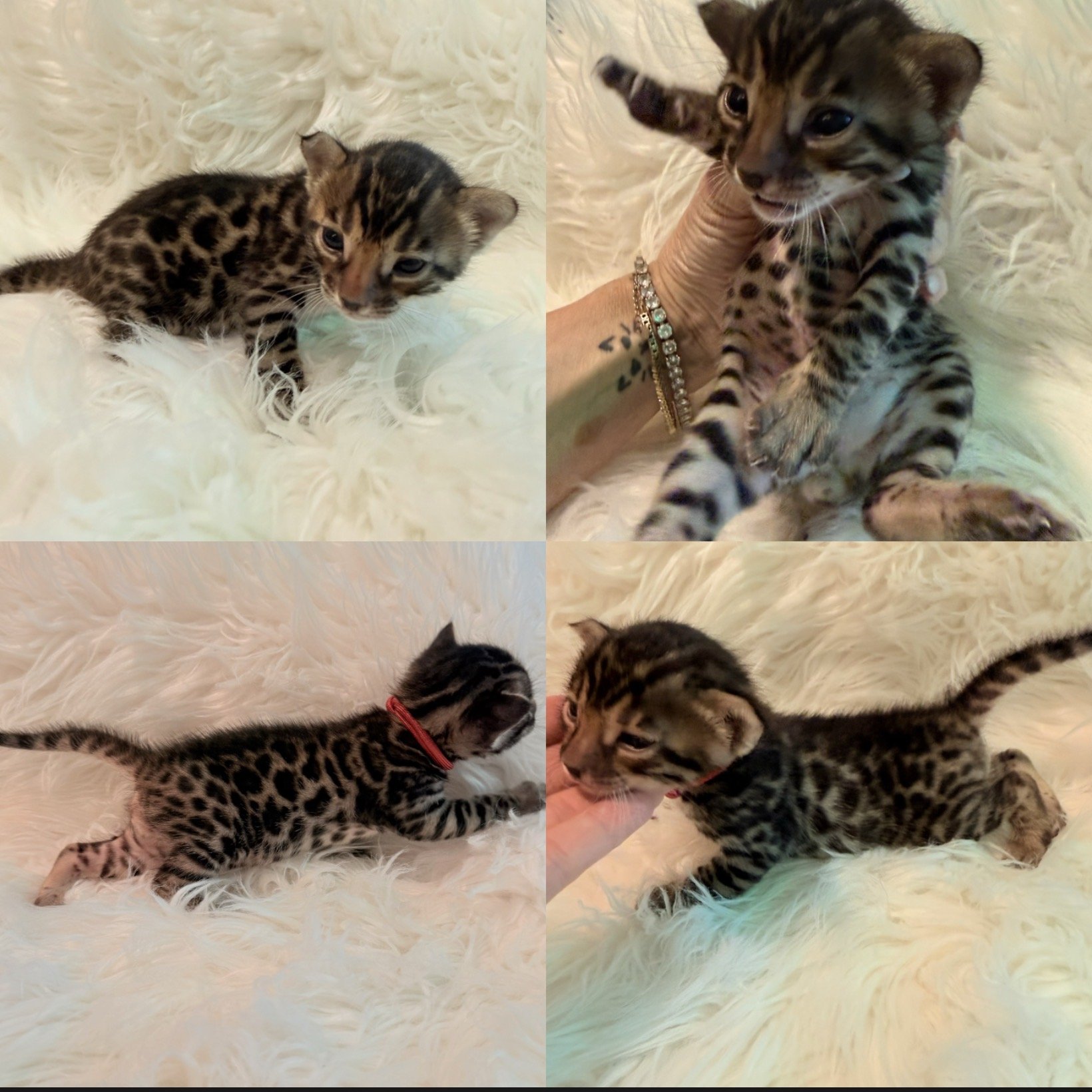 Brown Bengal kitten Bengal kittens near me Bengal breeder