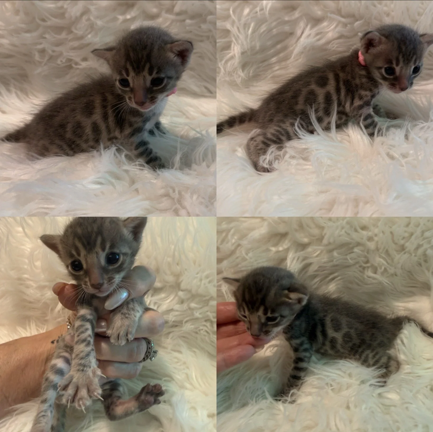 Blue Bengal Bengal kittens available near me kittens Bengal breeder