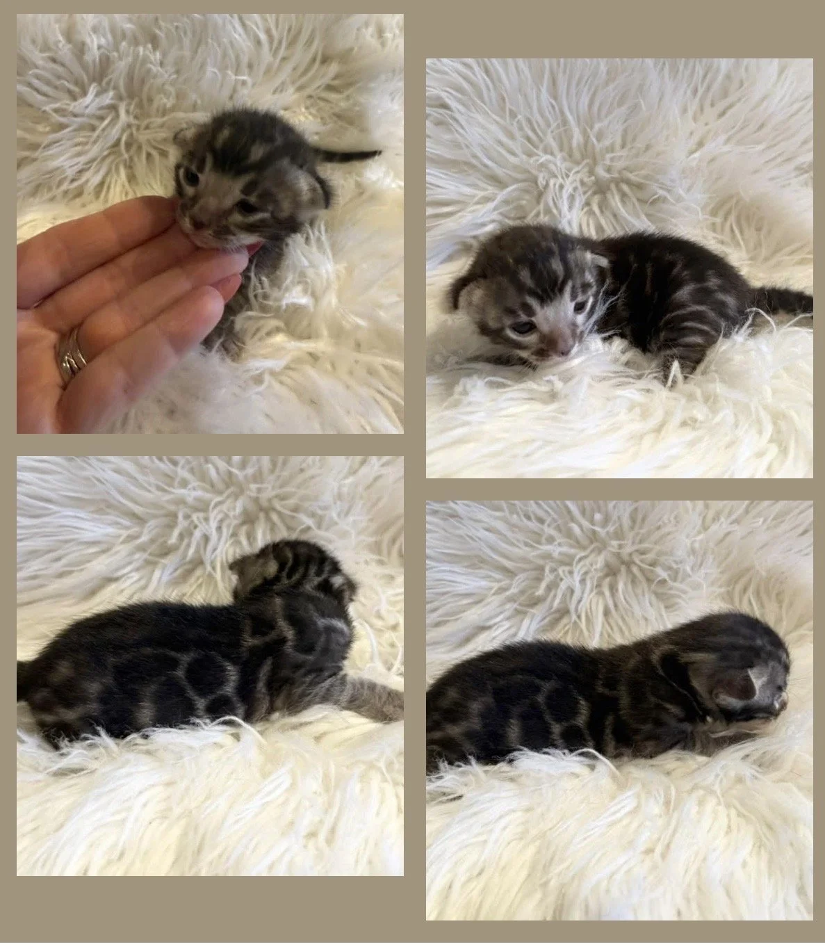 Silver Bengal Bengal kitten Bengal kittens available near me