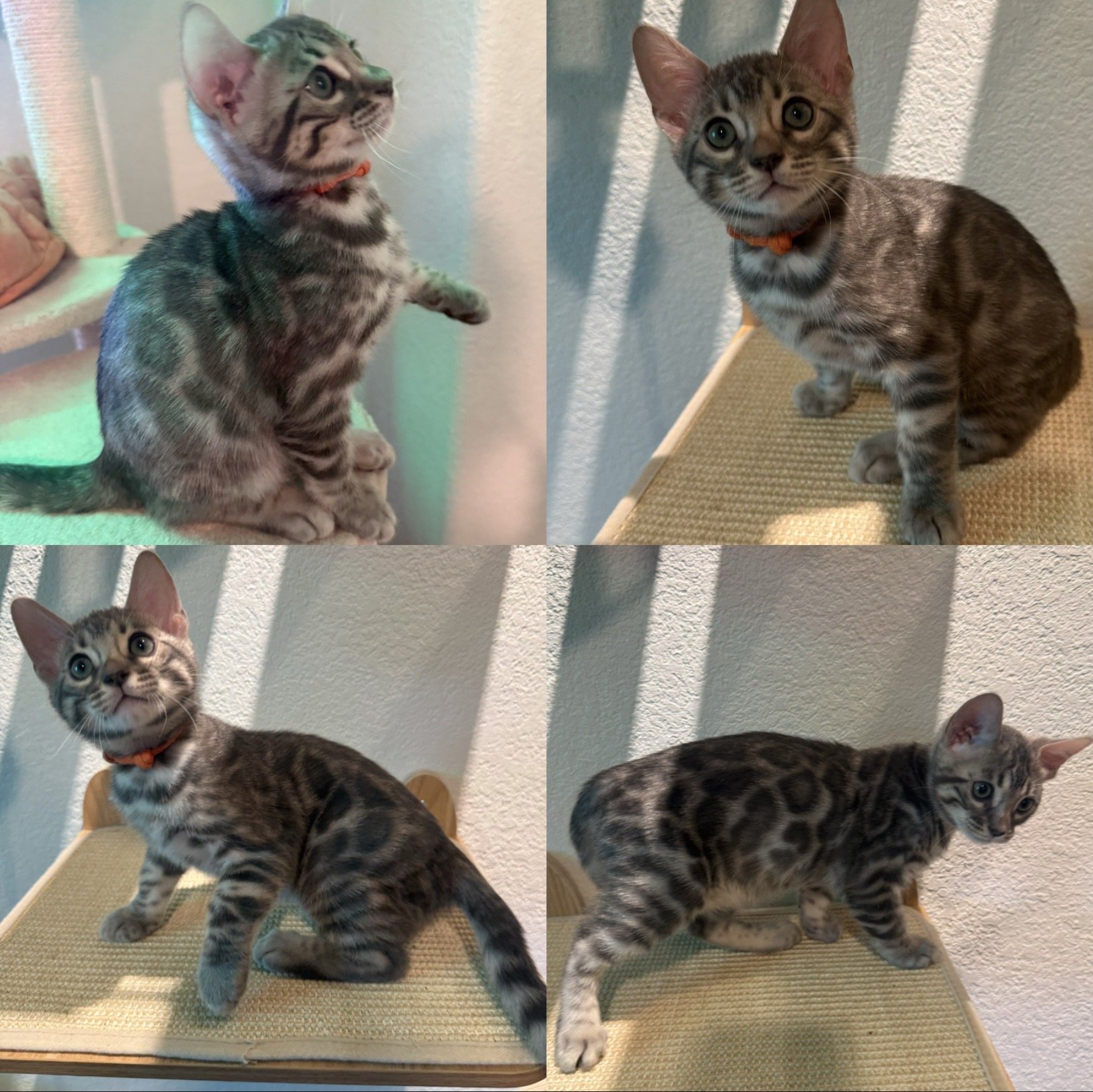 Blue Bengal Bengal kitten Bengal Bengal kittens available near me San Diego