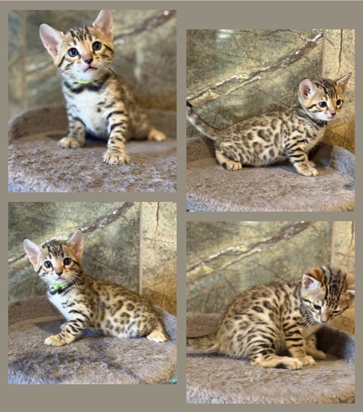 Brown Bengal Bengal kittens available Bengal