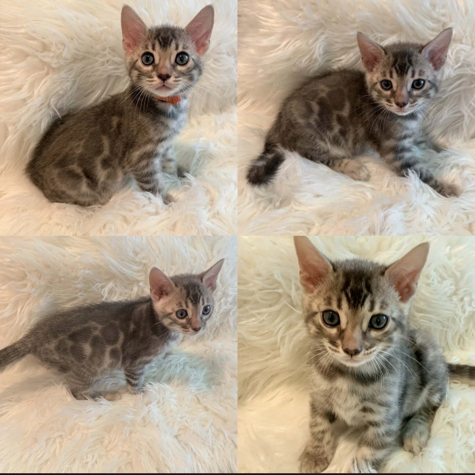 Blue Bengal kitten available Bengal kittens TICA kittens