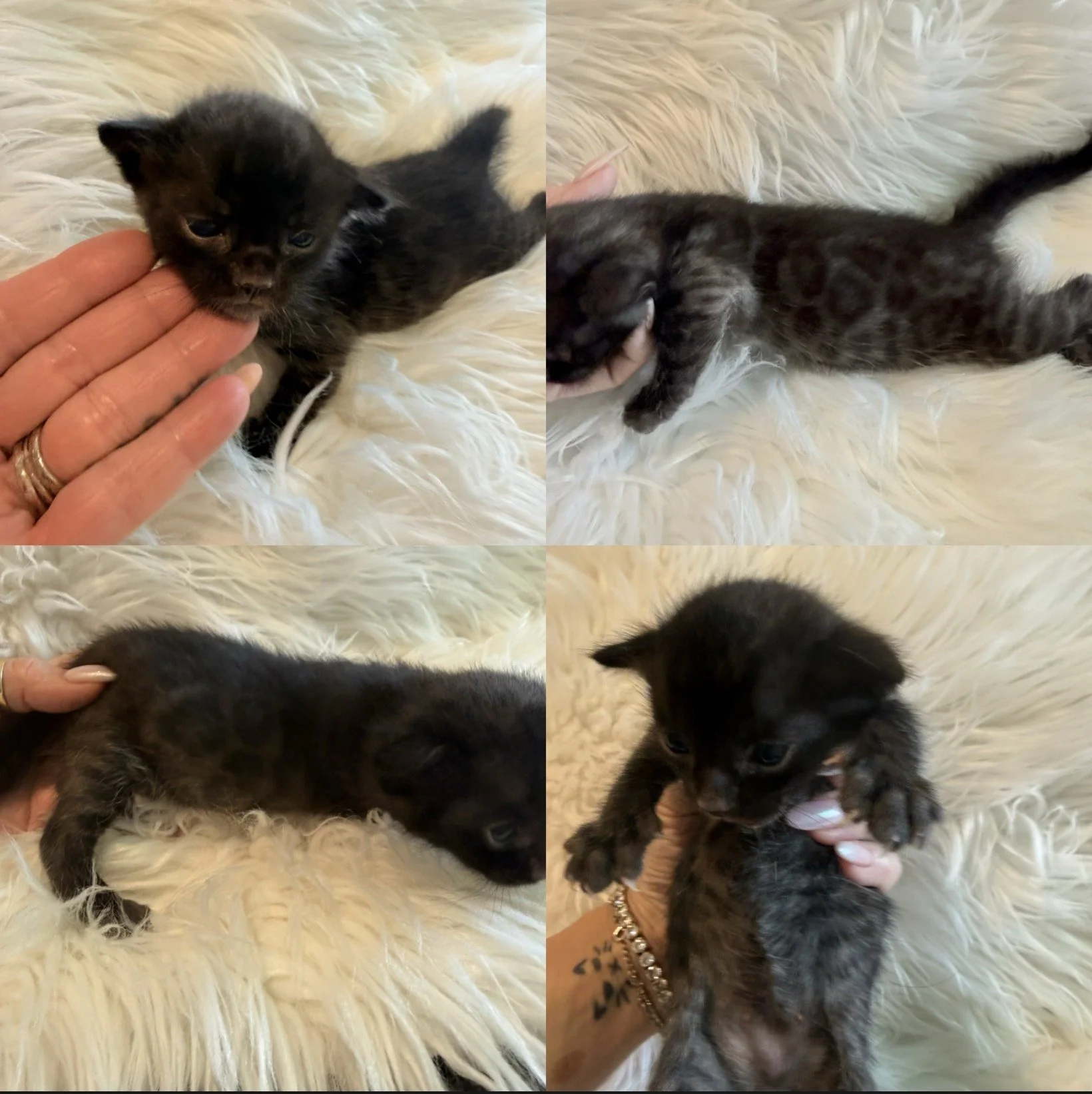 Black melanistic bengal kitten Bengal bengals available near me
