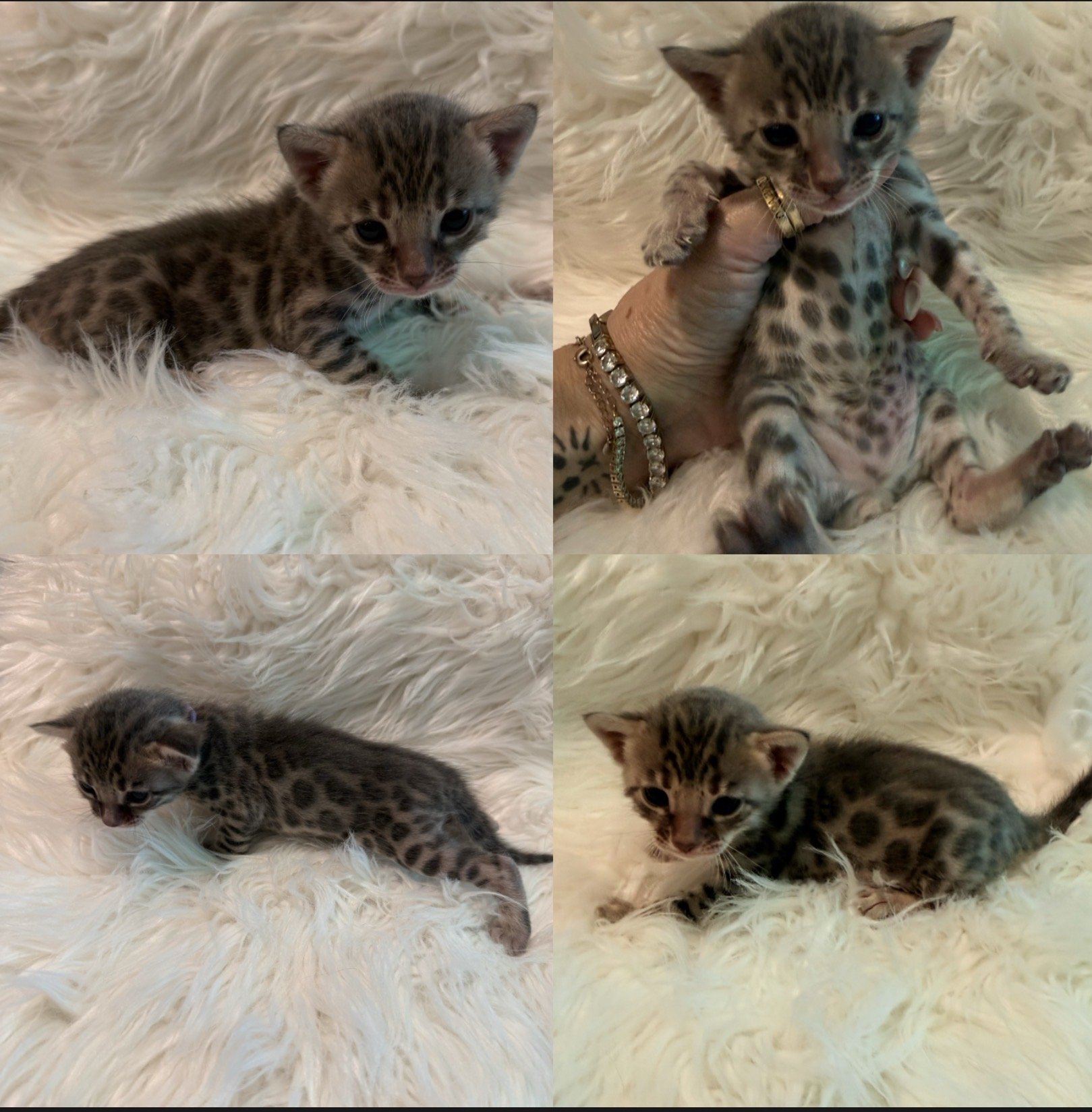 Blue Bengal Bengal kittens near me Bengal kittens available Bengal breeder San Diego