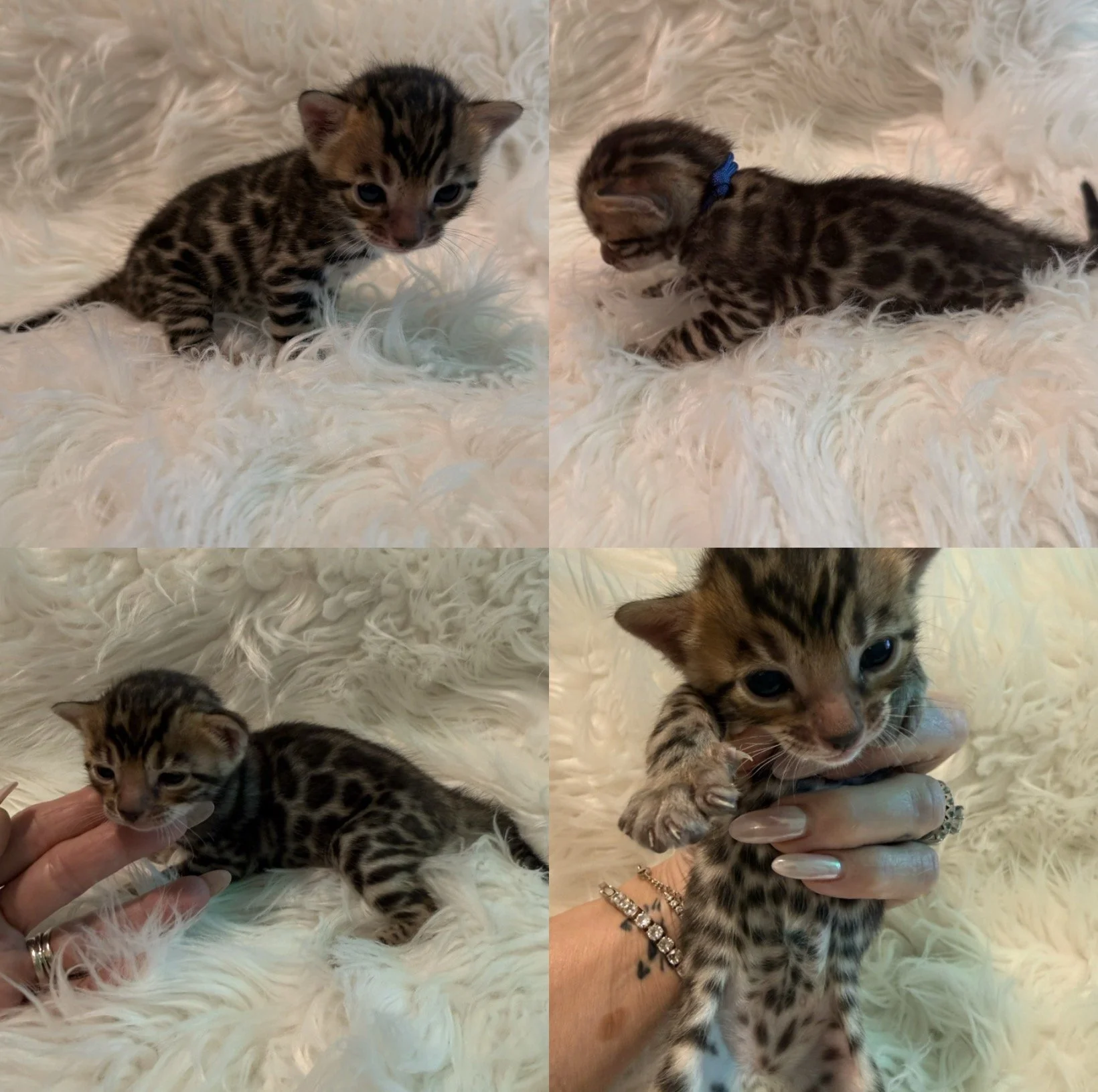 Bengal kitten kitten Bengal kittens near me Bengal kittens available brown Bengal
