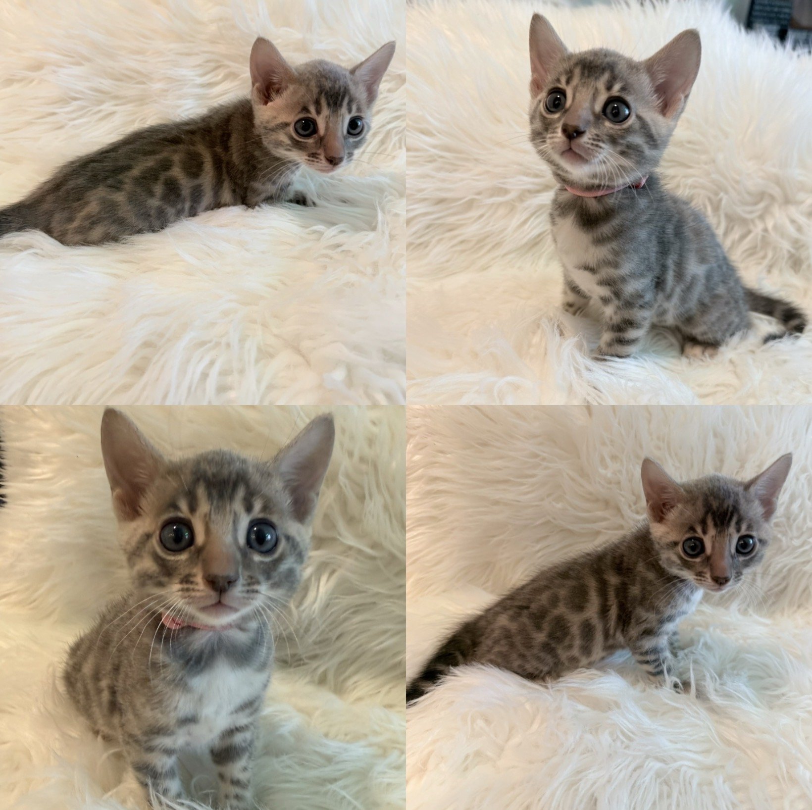 Blue Bengal kitten available TICA bengals kittens San Diego