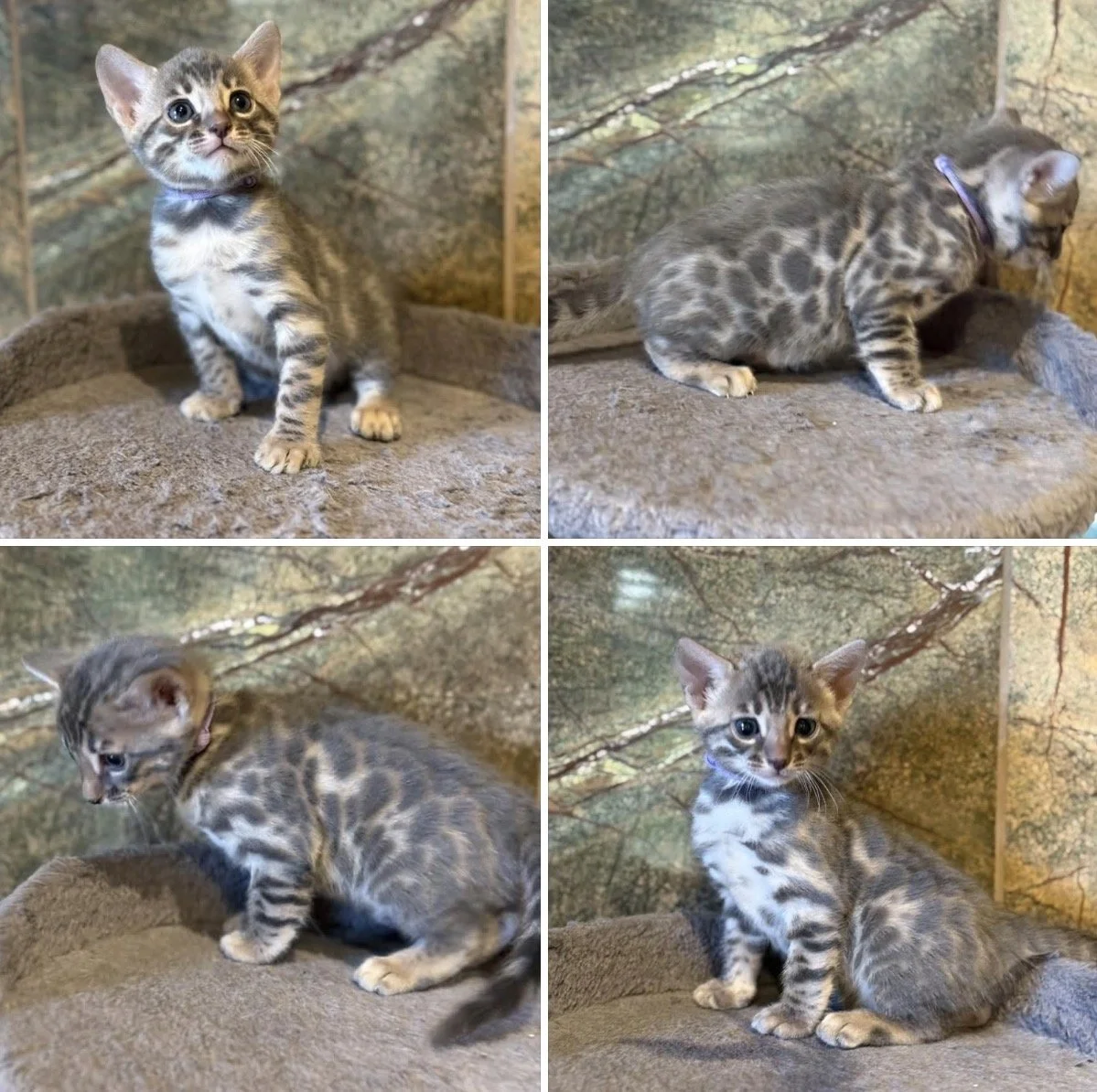 Blue Bengal Bengal bengalkittens available