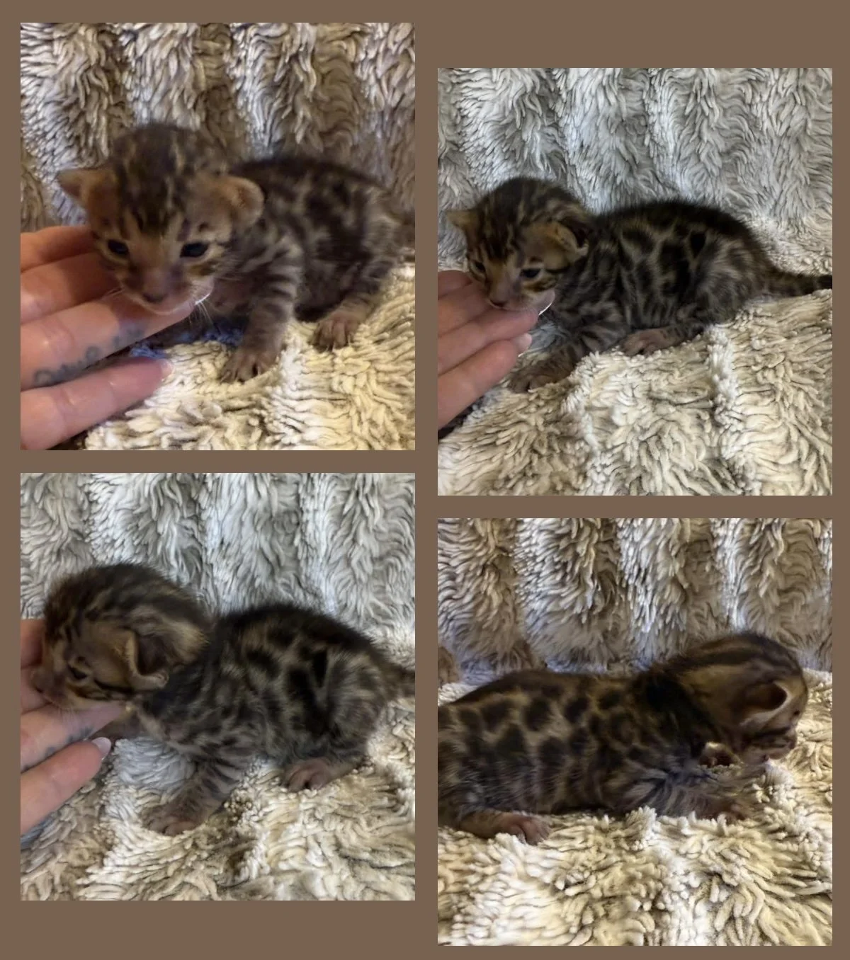 Bengal Bengal kitten available Bengal kittens brown Bengal kittens