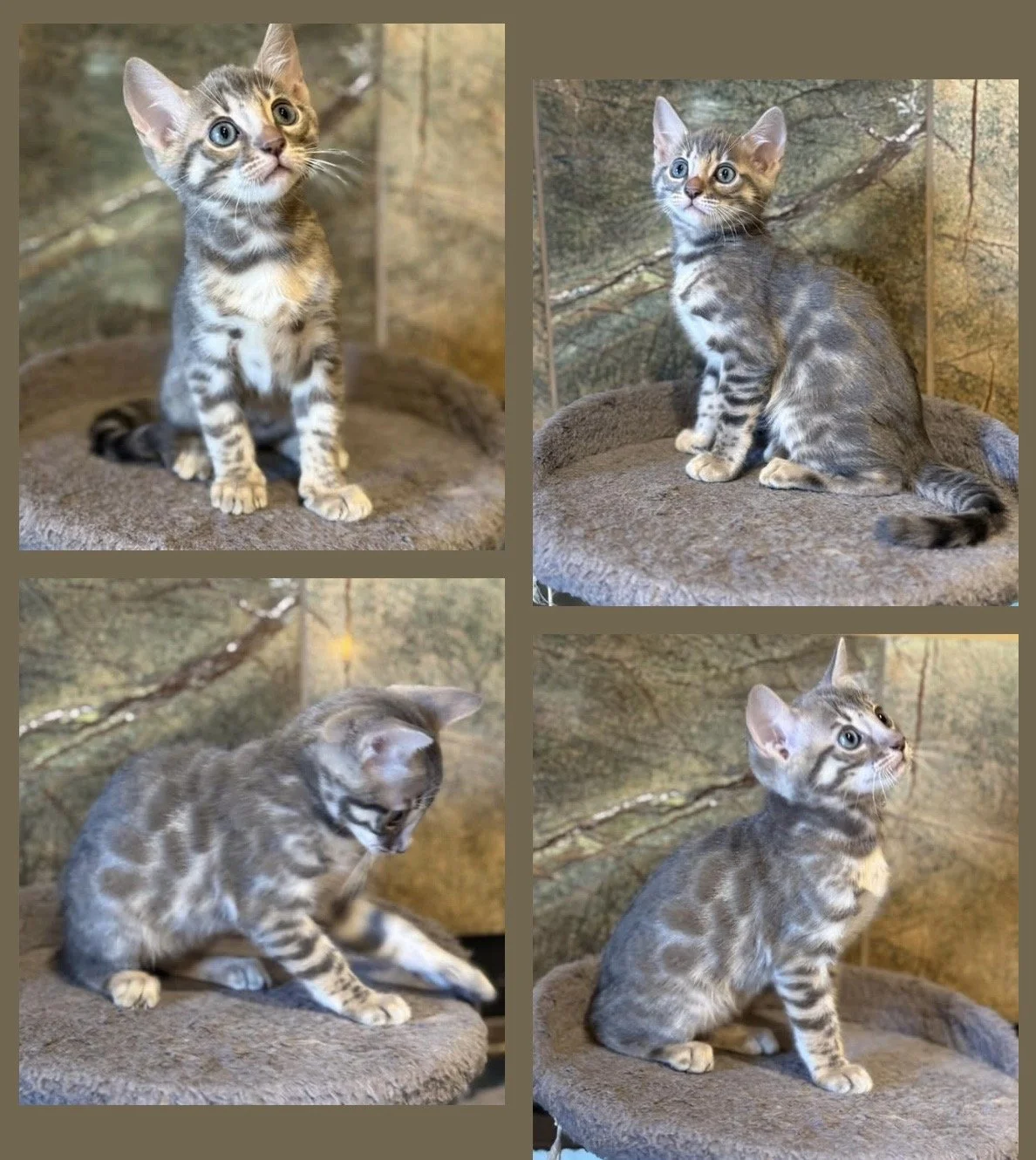 Blue Bengal Bengal Bengal kitten Bengal kittens available