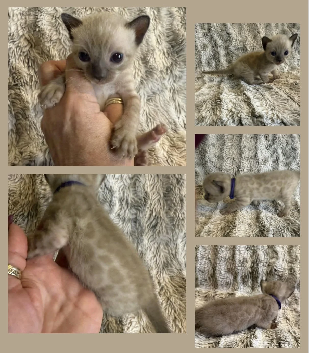 Snow lynx point Bengal kitten solid lynx point Bengal kitten Bengal kittens available kittens TICA