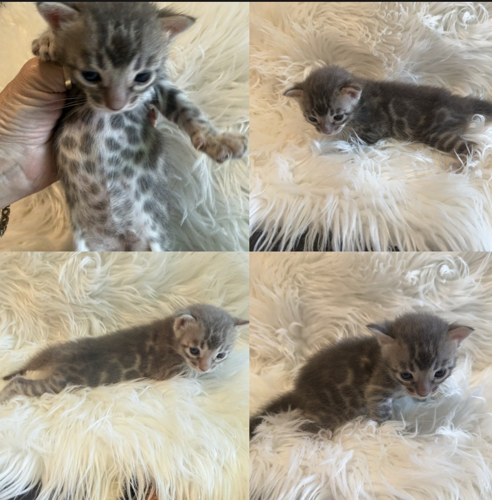 Blue Bengal kitten Bengal kittens available near me kittens bengals
