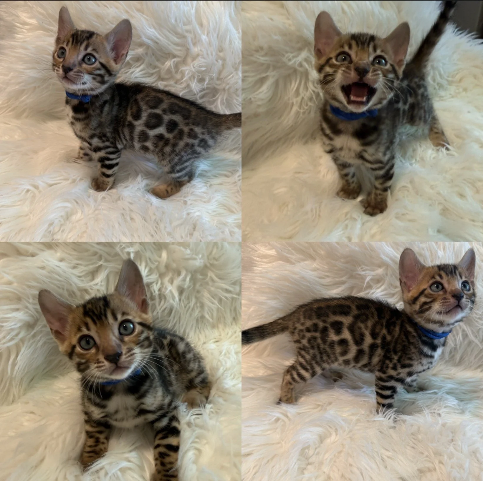 Brown Bengal kittens available TICA bengals Bengal cat