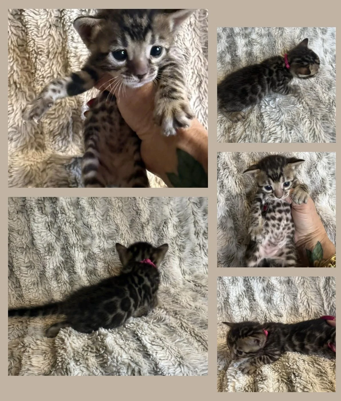 Bengal kitten Bengal bengal kittens available Bengal breeder kittens TICA