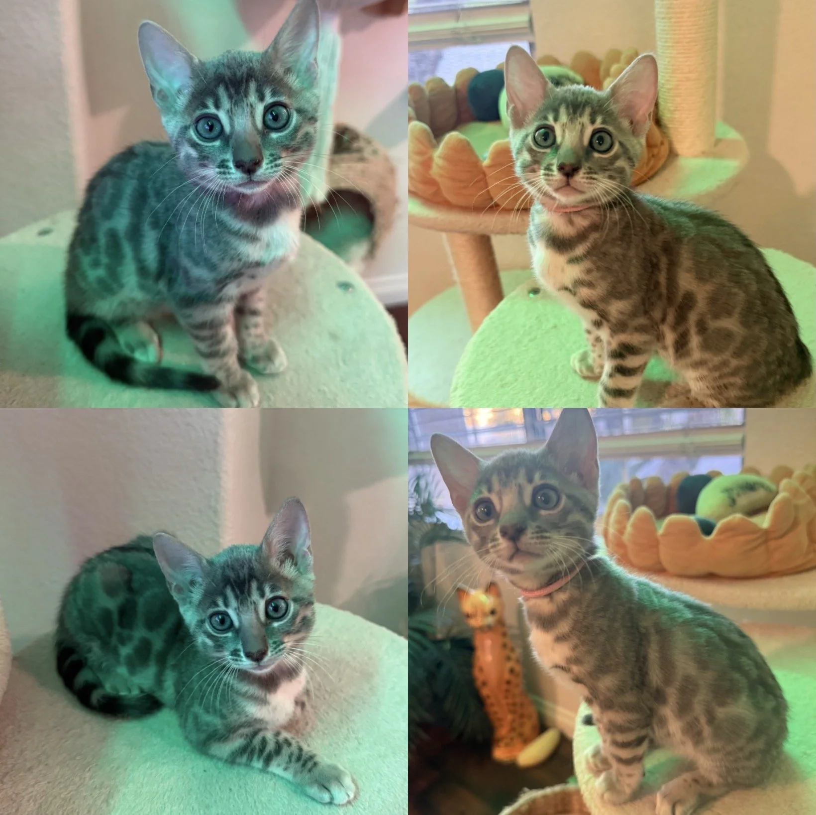 Blue Bengal Bengal kittens Bengal kittens near me San Diego