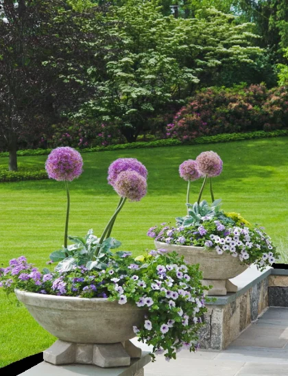 allium.jpeg