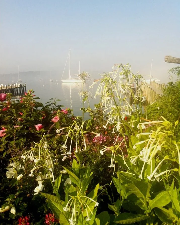 nicotiana.jpg