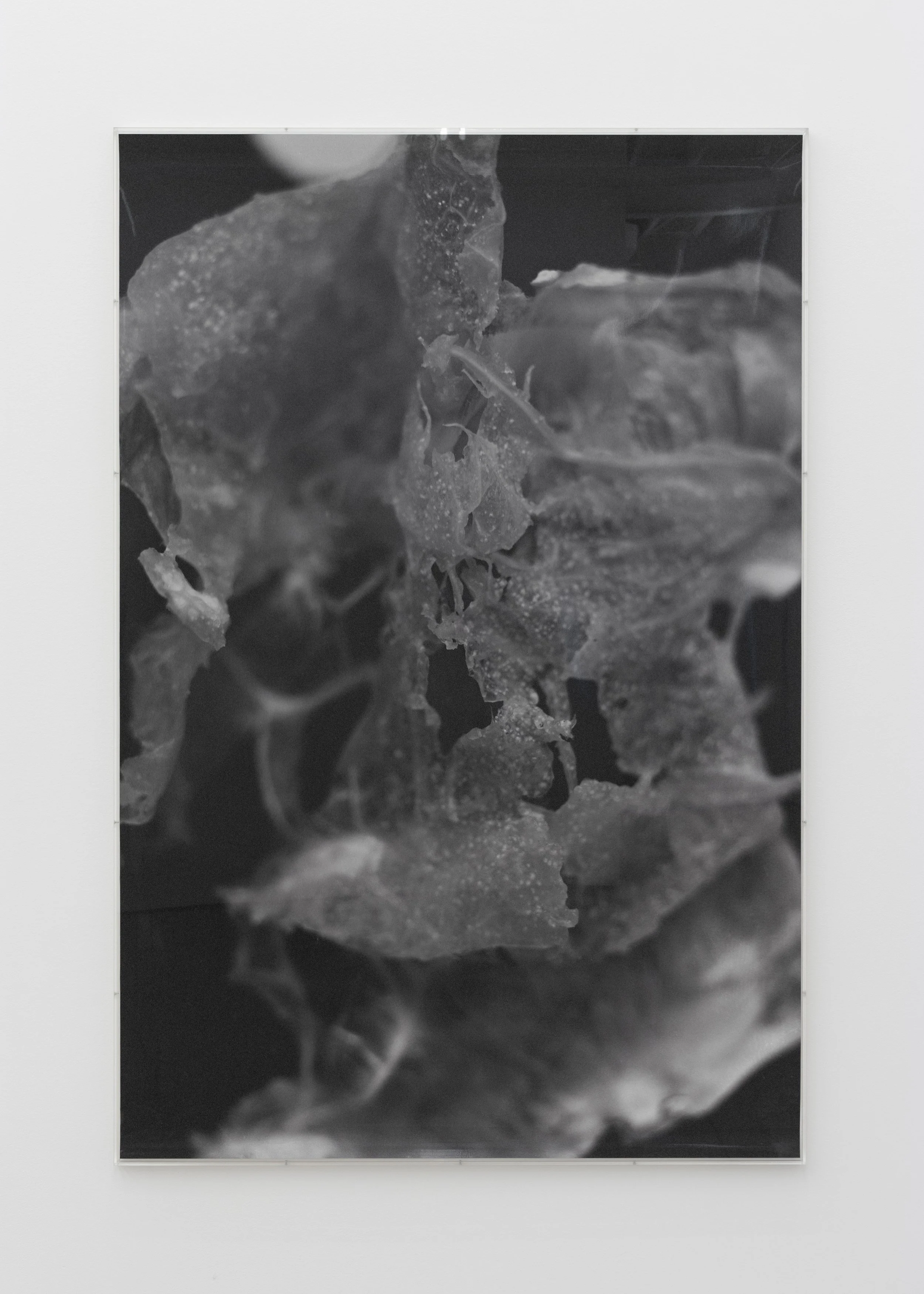  José Taymani   Untitled , 2026  chromogenic print  60 1/2h x 40 1/2w in 