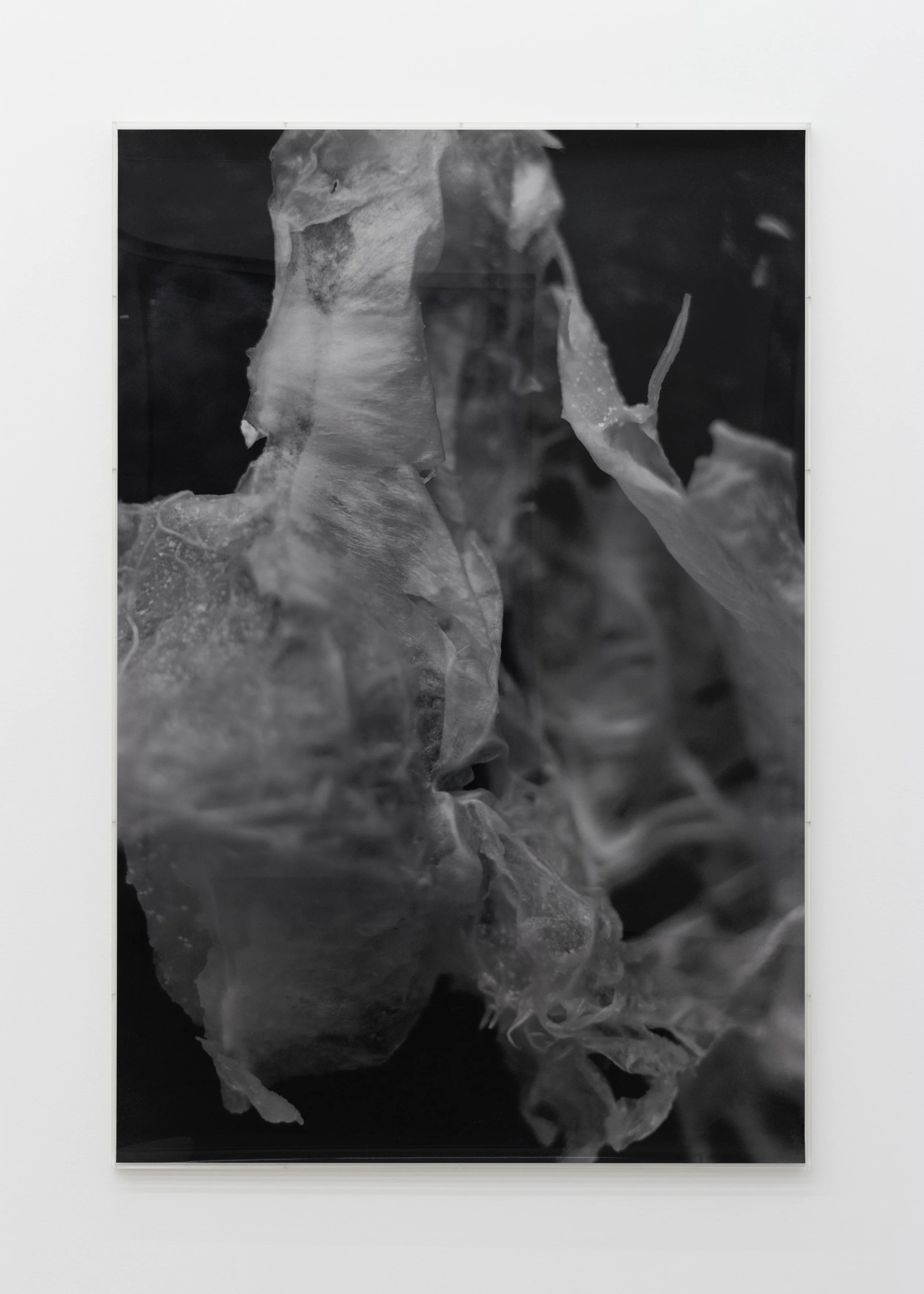  José Taymani   Untitled , 2026  chromogenic print  60 1/2h x 40 1/2w in 