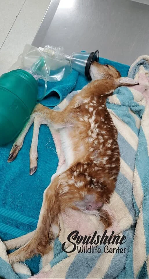 Fawn 5.jpg