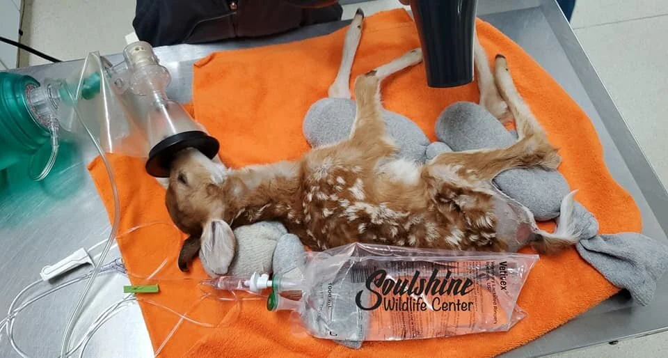 Fawn 10.jpg