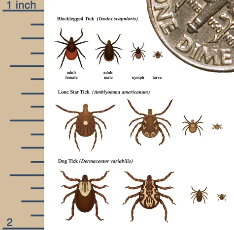 Relative sizes of ticks at different life stages (CDC).