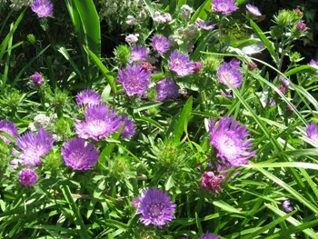 There are over 30 species of perennials and 20 varieties of shrubs in the Fountain Garden. The profusion of flowers along the west side displays the exuberance of an English cottage garden.