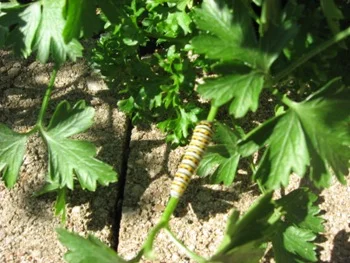 There’s always a lot to learn at the Linnaeus Teaching Garden. On parsley, the favorite host plant of the black swallowtail butterfly, you are likely to see its caterpillar stage.