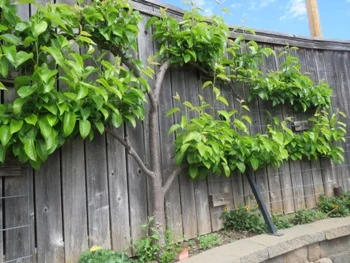 The north fence is planted with strawberries, snap peas and other climbers and also supports an espaliered Asian Pear tree.