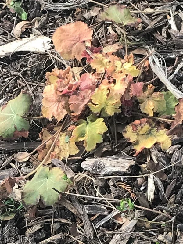Coralbells