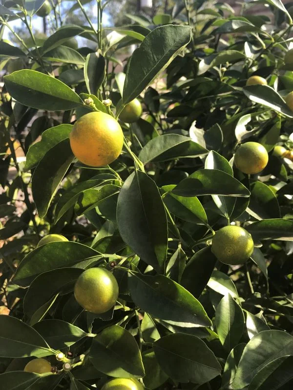 Lemon Tree