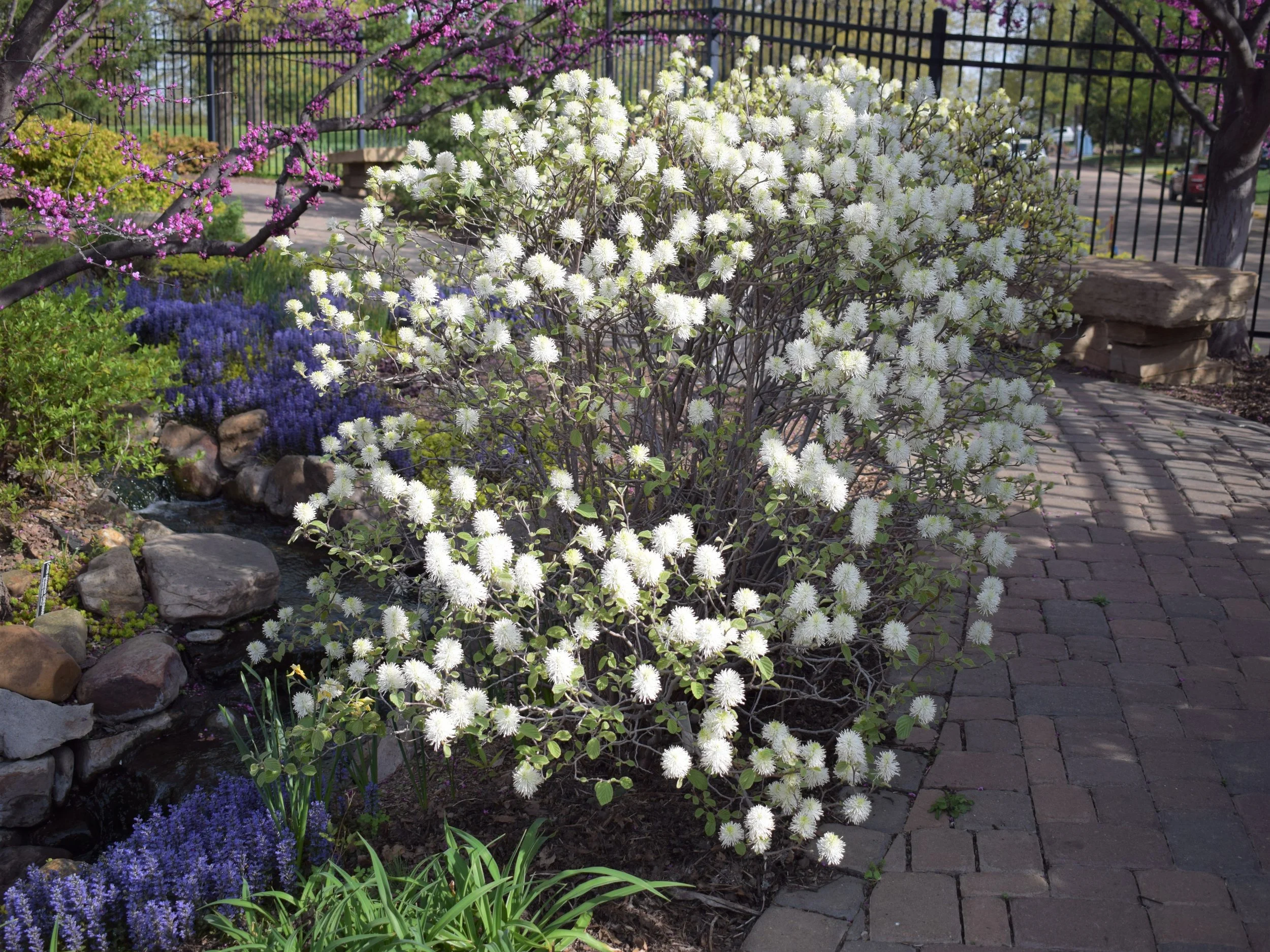 Fothergilla