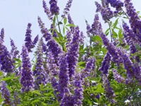 t_vitex.jpg