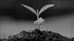 Growth