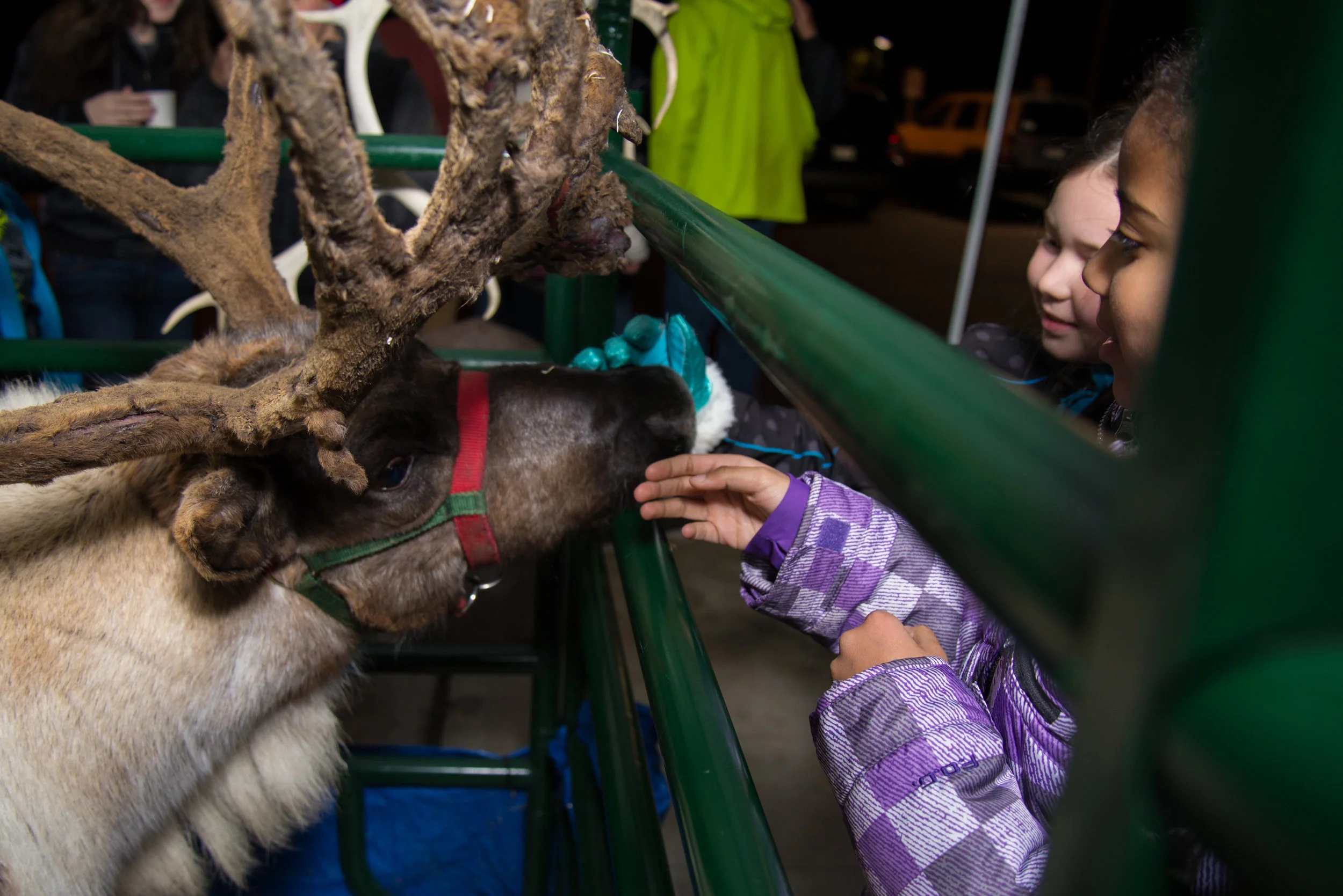 2017_TreeLighting_Reindeer.jpg