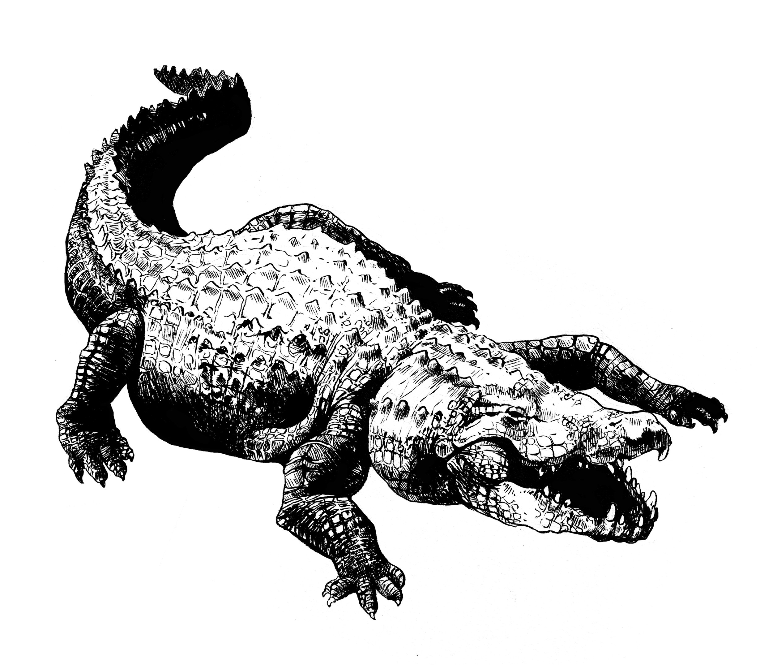 North American Alligator