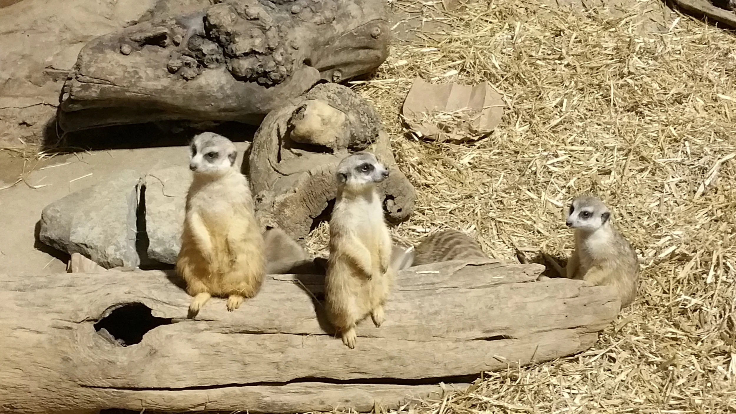 20150814_130243.jpg