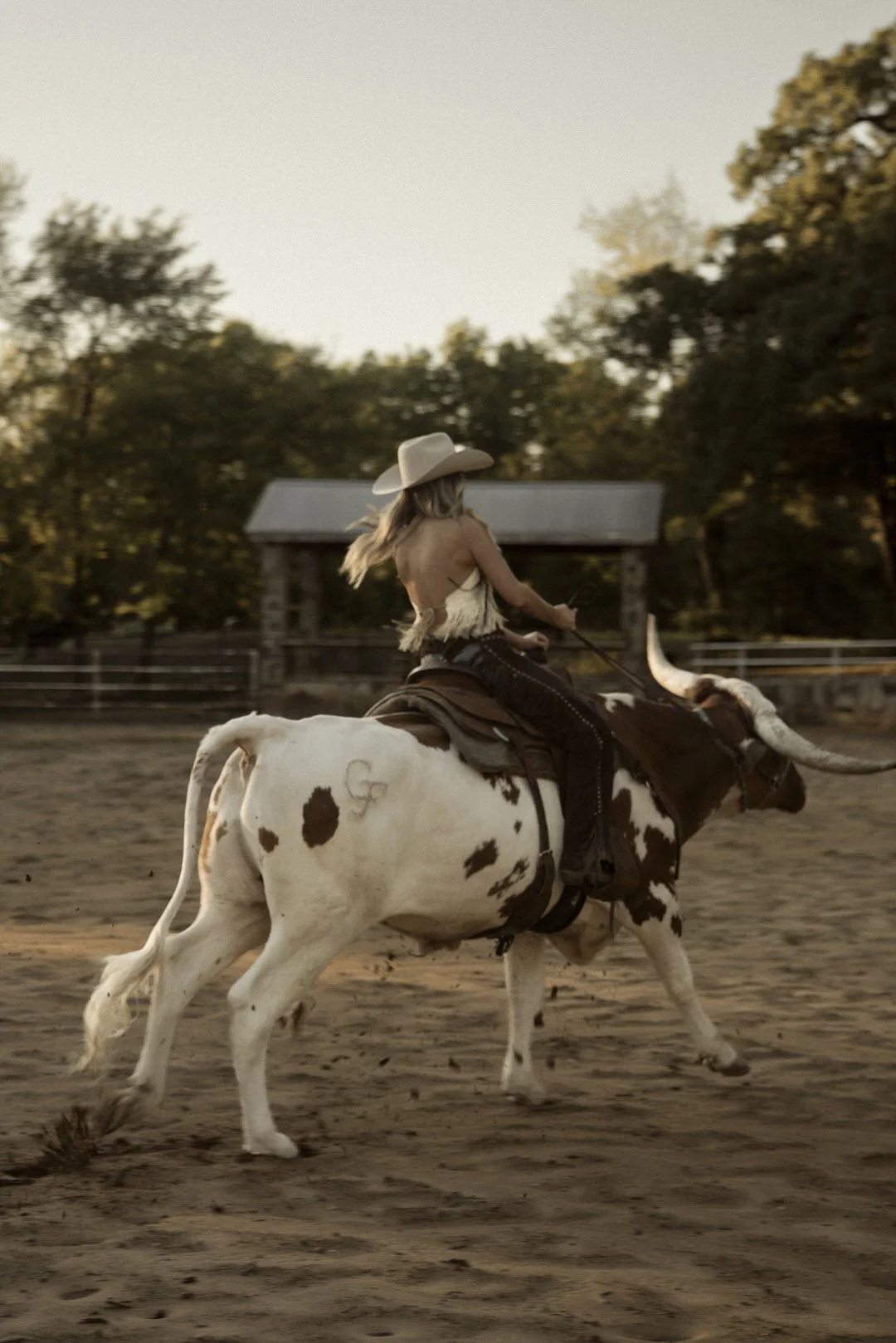 Longhorn-rider-georgia-faith-hill00035.jpg