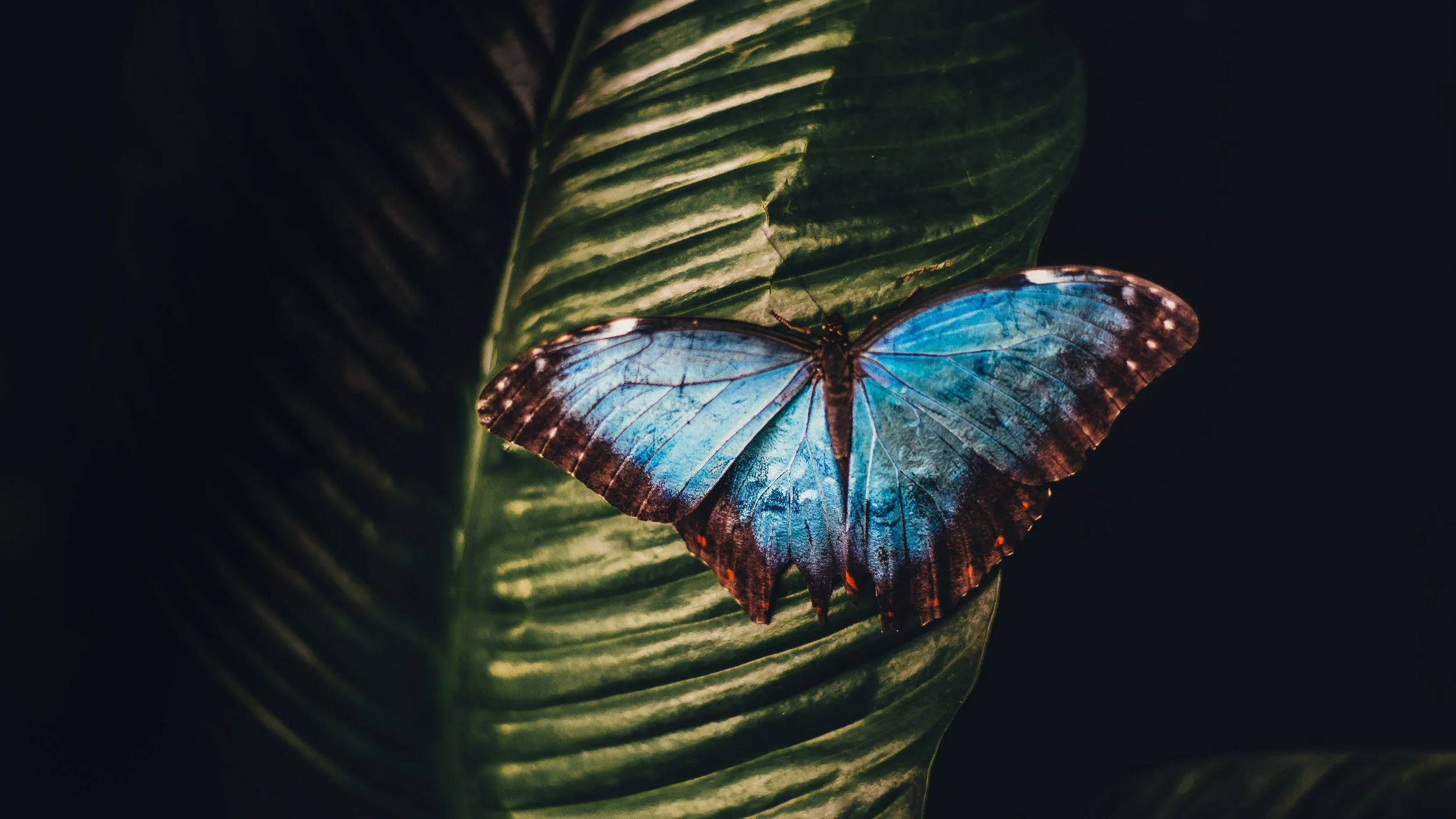 Workplace Training — Butterfly Effect Psychology