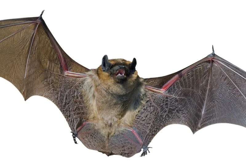 Backyard Wildlife Series: Common Wildlife Misconceptions