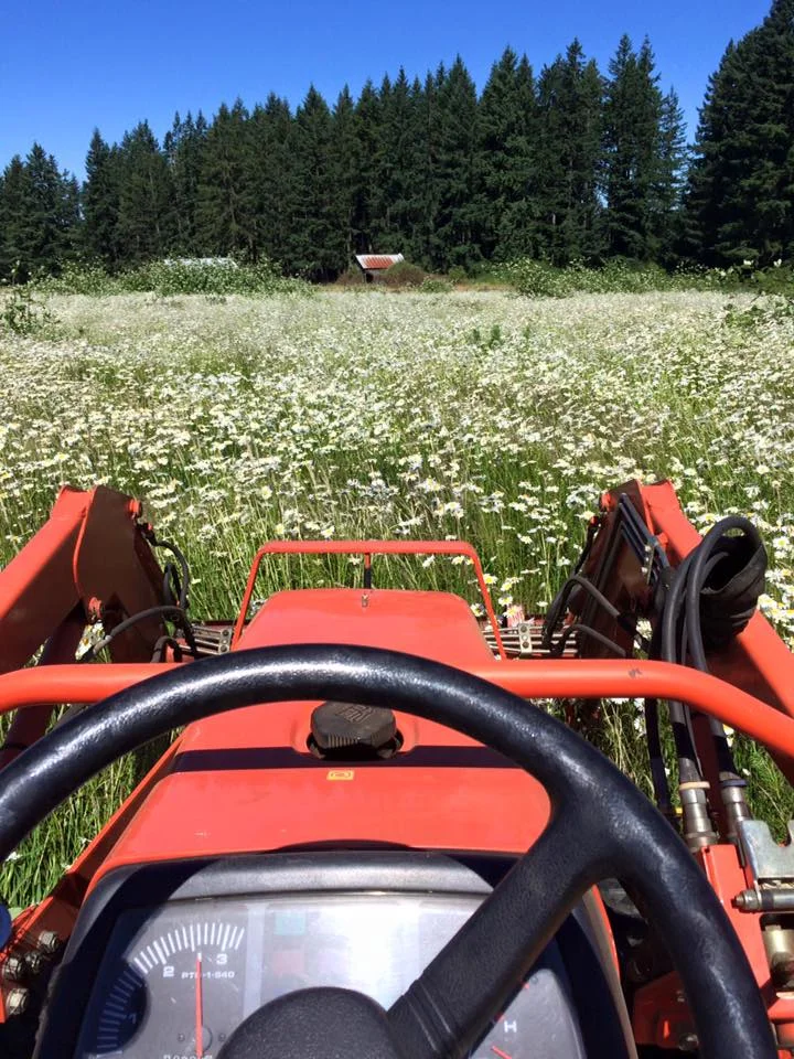 Daisy field.jpg