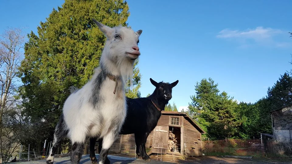 goats.jpg