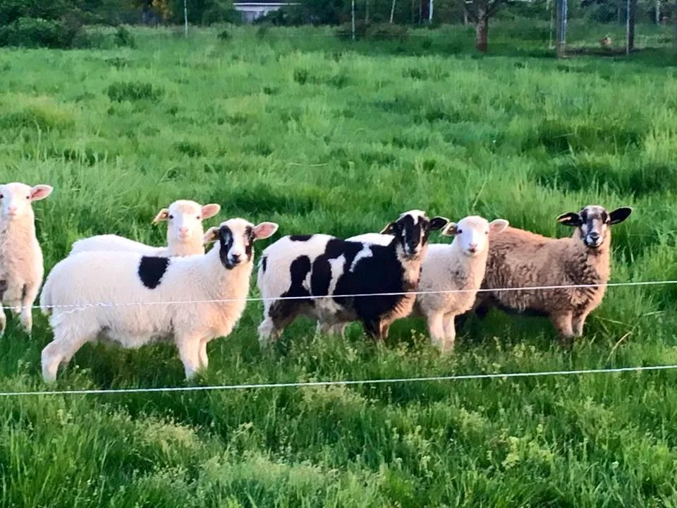 sheep.jpg
